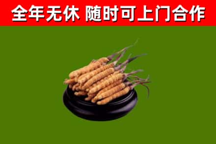 河池烟酒回收冬虫夏草.jpg